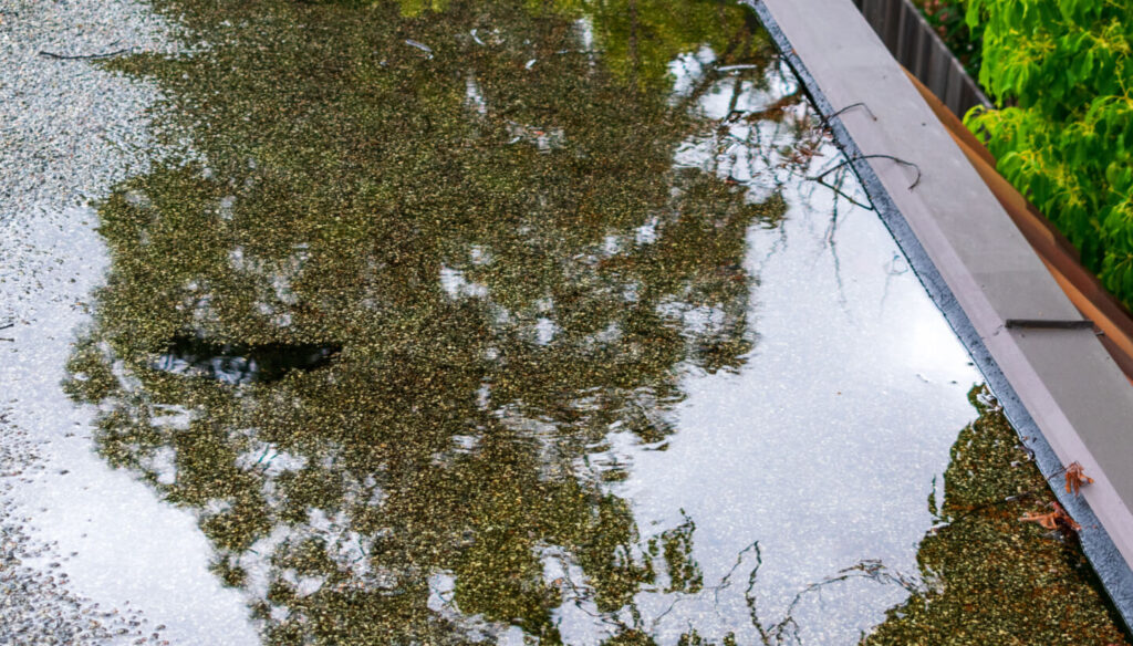 A flat roof with standing water and some debris; trees are reflected in the water, and there is a visible hole or damaged area in the roofing material, indicating a need to repair fascia and soffit.
